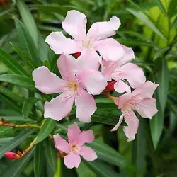 بذر گل خرزهره سفید و صورتی