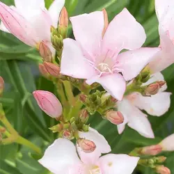 بذر گل خرزهره سفید و صورتی