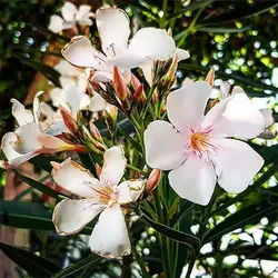 بذر گل خرزهره سفید و صورتی