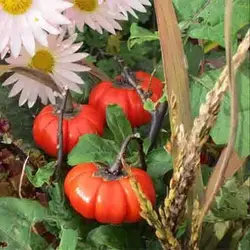 بذر بادمجان قرمز گرد