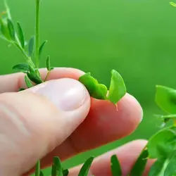 بذر عدس آبی