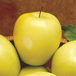 بذر سیب زرد