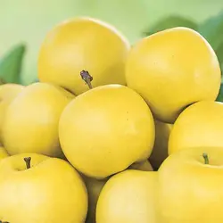 بذر سیب زرد
