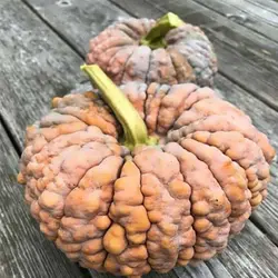بذر کدو تنبل سنگی