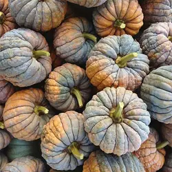 بذر کدو تنبل سنگی