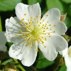 بذر رز مولتی فلورا