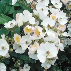 بذر رز مولتی فلورا