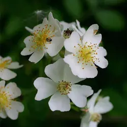 بذر رز مولتی فلورا