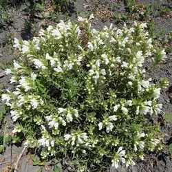 بذر زرین گیاه