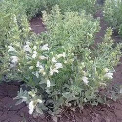 بذر زرین گیاه