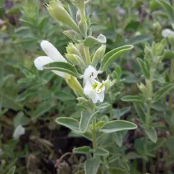 بذر زرین گیاه