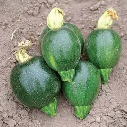 بذر کدو توپی سبز تیره