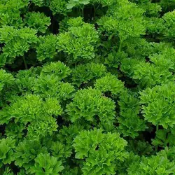 بذر جعفری پیچ