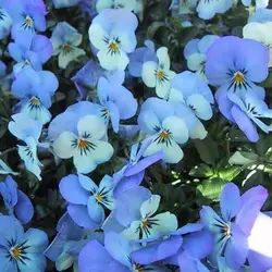 بذر بنفشه آبی آسمانی