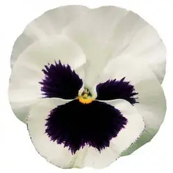 بذر بنفشه سفید خالدار