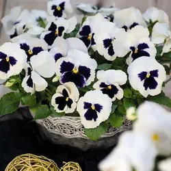 بذر بنفشه سفید خالدار