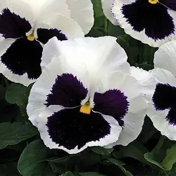 بذر بنفشه سفید خالدار