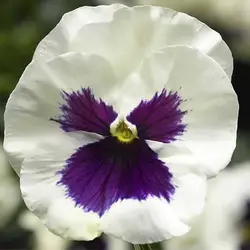 بذر بنفشه سفید خالدار