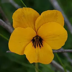 بذر گل بنفشه زرد فسفری