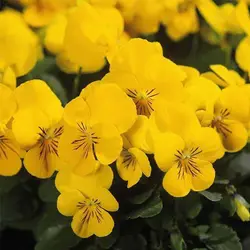 بذر گل بنفشه زرد فسفری