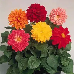 بذر گل کوکب بذری پابلند الوان