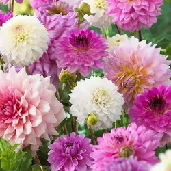 بذر گل کوکب بذری پابلند الوان