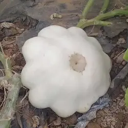 بذر کدو ستاره ای سفید
