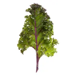 بذر کلم کیل قرمز روسی