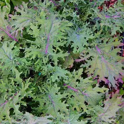 بذر کلم کیل قرمز روسی