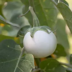 بذر بادمجان سفید سولانیوم
