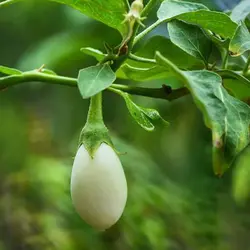 بذر بادمجان سفید سولانیوم