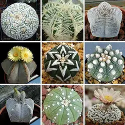 بذر آستروفیتوم میکس خاص