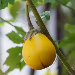 بذر بادمجان زرد تایلندی