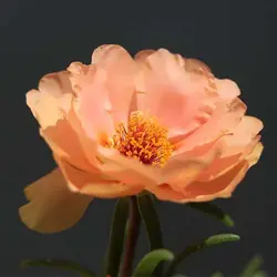 بذر گل ناز آفتابی نارنجی