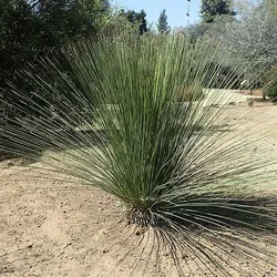 بذر ساکولنت علف مکزیکی