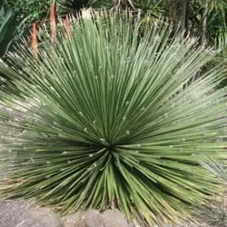 بذر ساکولنت علف مکزیکی