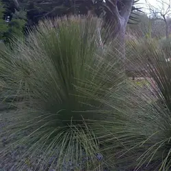 بذر ساکولنت علف مکزیکی