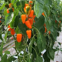 بذر فلفل کاپی مینی نارنجی