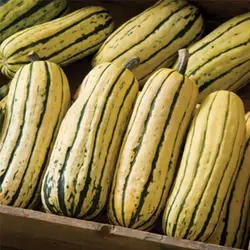 بذر کدو تنبل خوشمزه