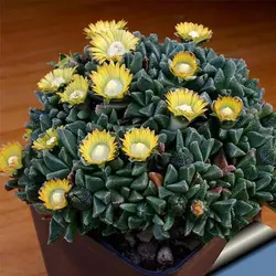 بذر ساکولنت ناناتوس