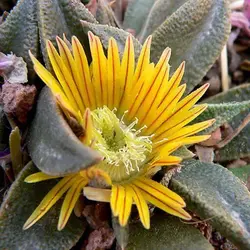 بذر ساکولنت ناناتوس