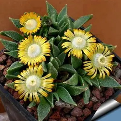 بذر ساکولنت ناناتوس