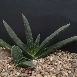 بذر ساکولنت گاستریا مخلوط