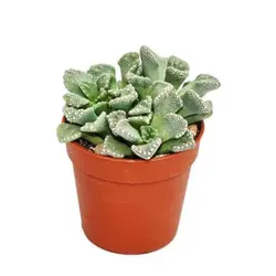 بذر ساکولنت تیتانوپسیس