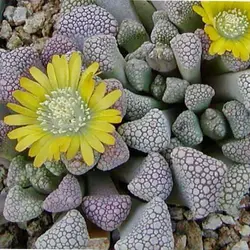 بذر ساکولنت تیتانوپسیس