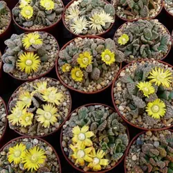 بذر ساکولنت تیتانوپسیس