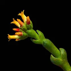 بذر ساکولنت کراسولا ستونی