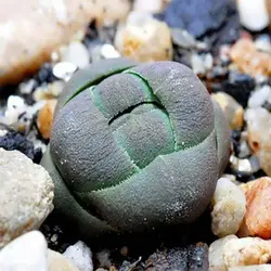 بذر ساکولنت کراسولا ستونی