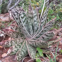 بذر ساکولنت گاستریا بیکولور