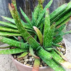 بذر ساکولنت گاستریا بیکولور